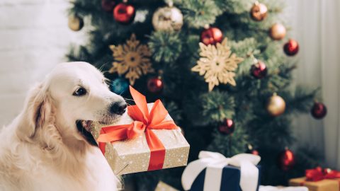 Golden Retriever with present in front of Christmas tree
