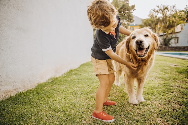 Small child hugs Golden Retriever in yard