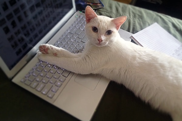 White cat sitting on a laptop