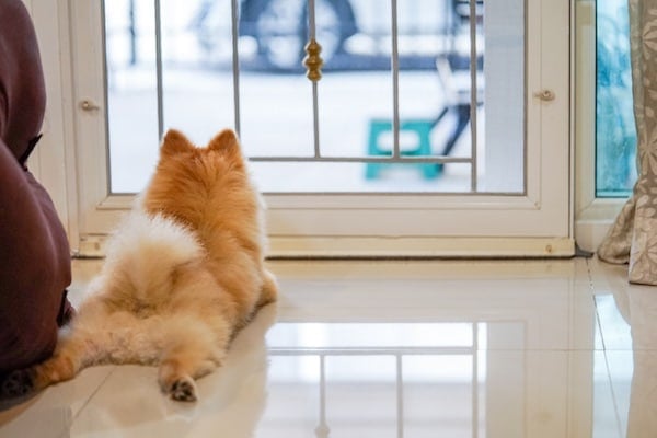 Cute puppy dog sitting at the front door looking outside waiting someone coming back home.