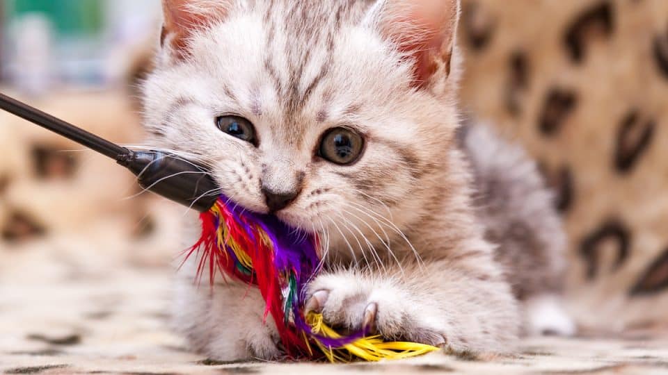 Small gray kitten chews cat toy while looking at the camera