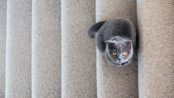 Grey Scottish Fold cat sitting on stairs and looking up