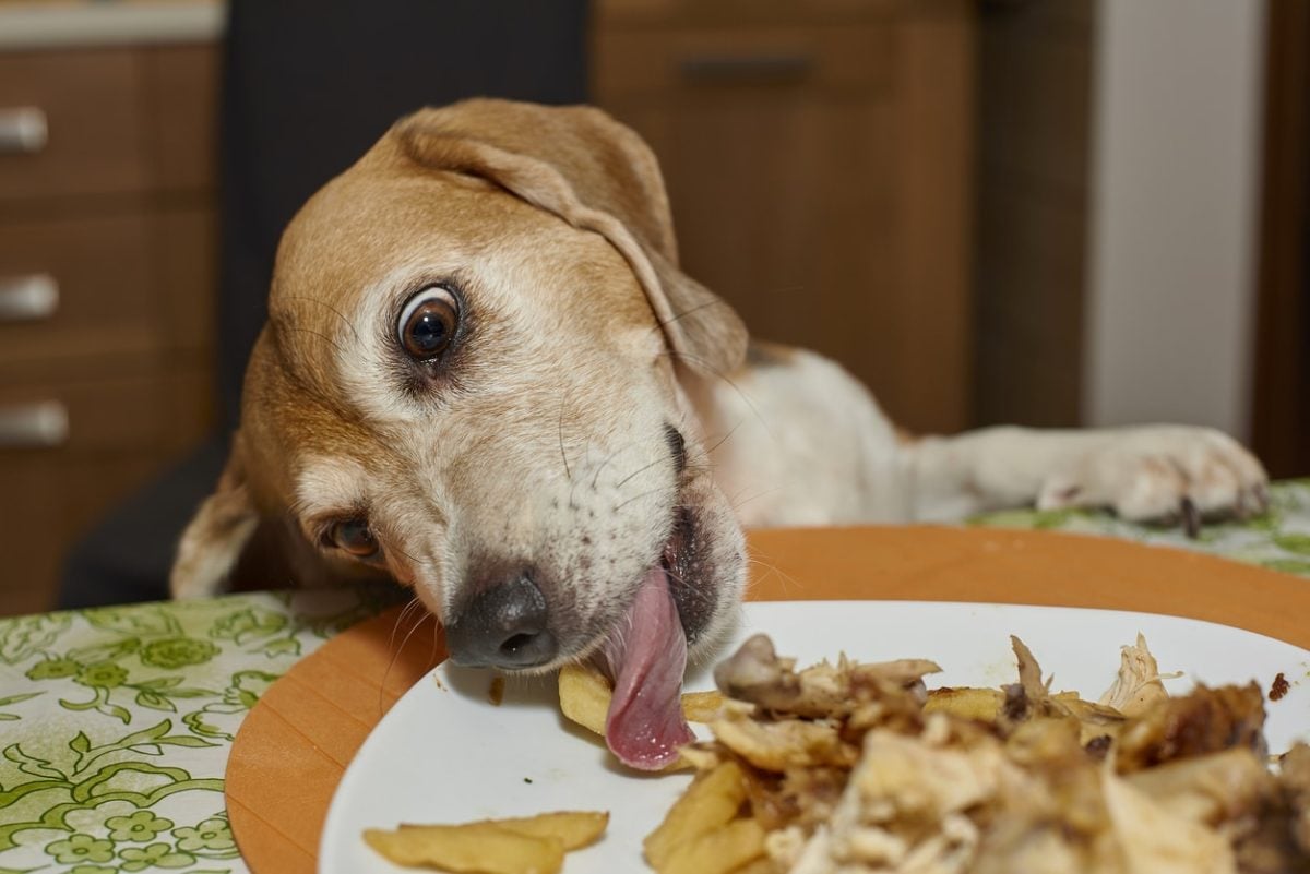 Beagle dog licking plate from table