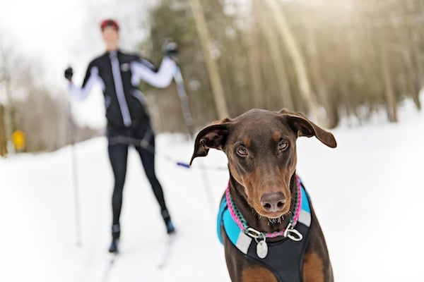 Woman skijoring with dog on snowy trail