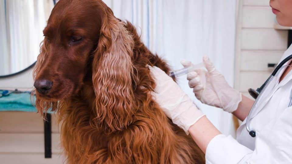 Dog getting vaccines