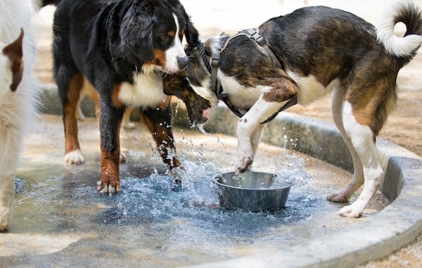 dogs playing with a bowl of water in a splash pool in a dog park