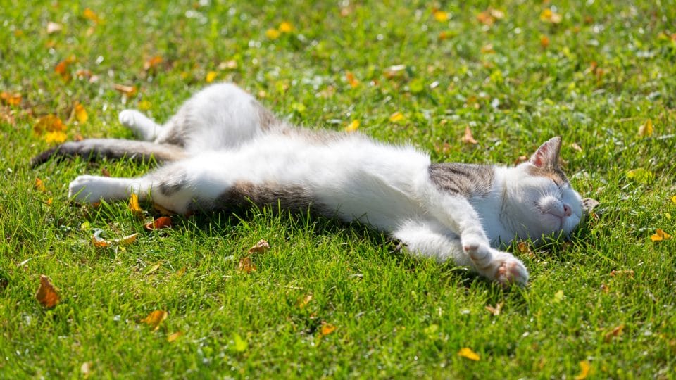 Cute white cat lying resting on its back on fresh green grass with morning sunlight on body