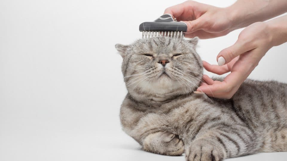 Two hands brush a Scottish fold cat