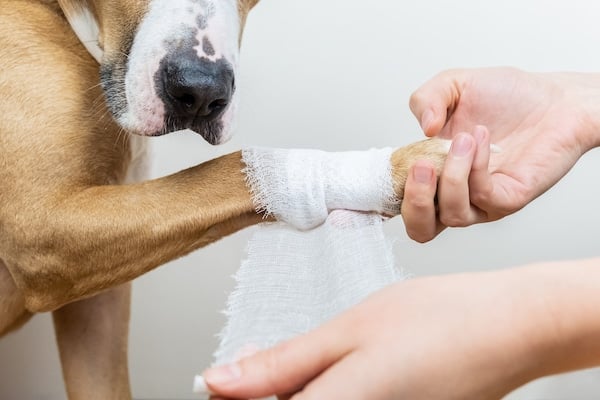 Hands bandaging a dog's forepaw