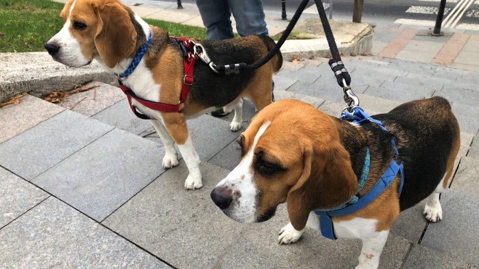 Two dogs on a two-dog leash standing on pavement