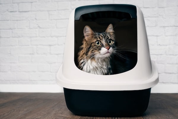 Cute maine coon cat sitting in a covered litter box and looking curious sideways