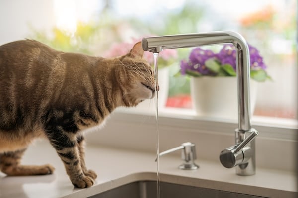 Cat drinking water from the kitchen sink faucet