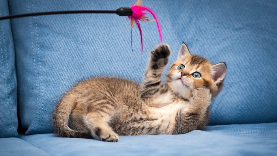 Playful brown British kitten playing with a stick lying upside down on a blue sofa