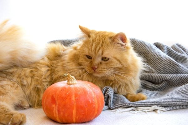 Ginger cat lying on blanket looks at pumpkin