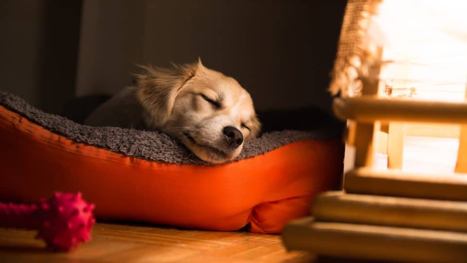 Cómo enseñar a tu cachorro a dormir toda la noche