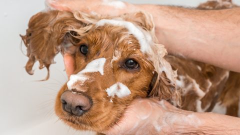 English cocker spaniel dog taking a shower with shampoo, soap and water in a bathtub