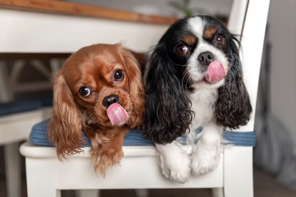 Two small dogs licking their lips