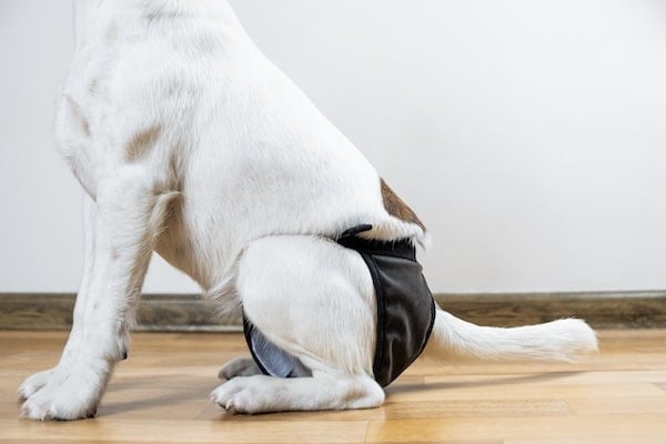 Puppy in washable diaper sits on the floor
