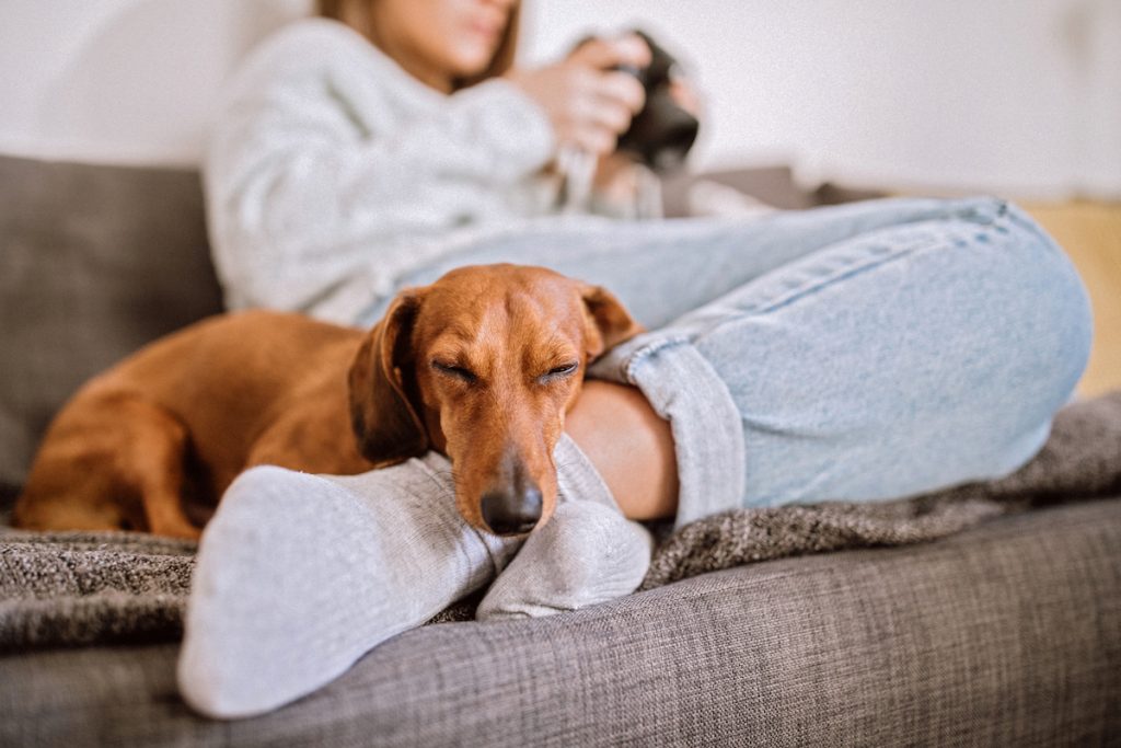 Woman relaxes with Dachshund on couch