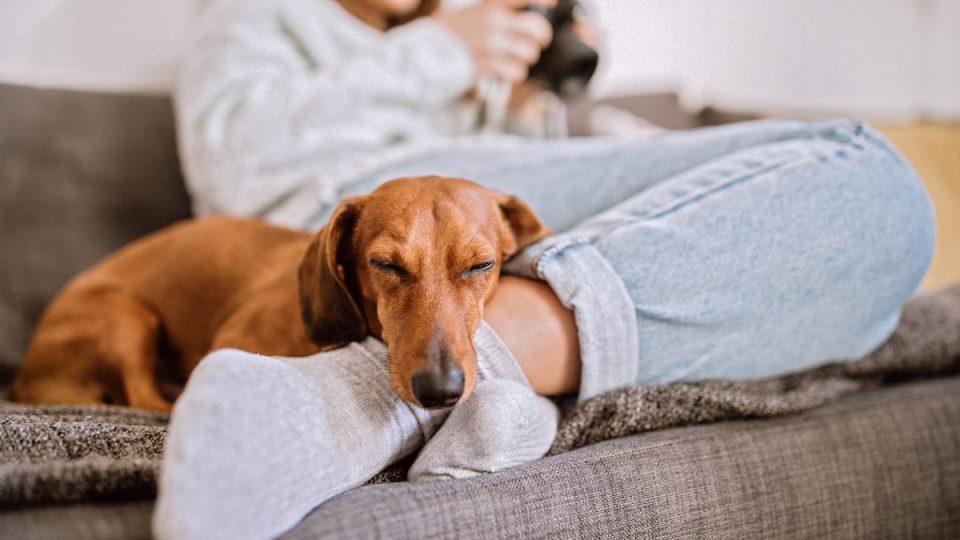 Woman relaxes with Dachshund on couch