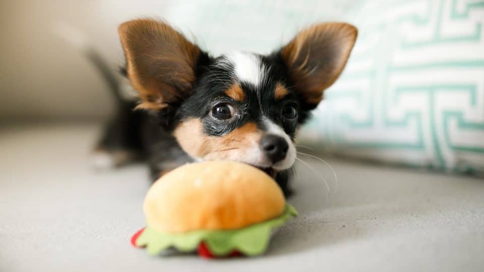 Chihuahua with hamburger toy