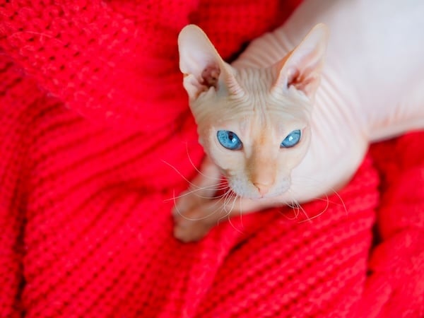 Hairless cat Don Sphynx breed with pink naked skin and blue eyes warms up in red knitted sweater