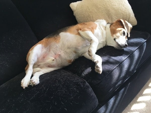 An overweight lazy Beagle dog laying on a black sofa in the sunshine