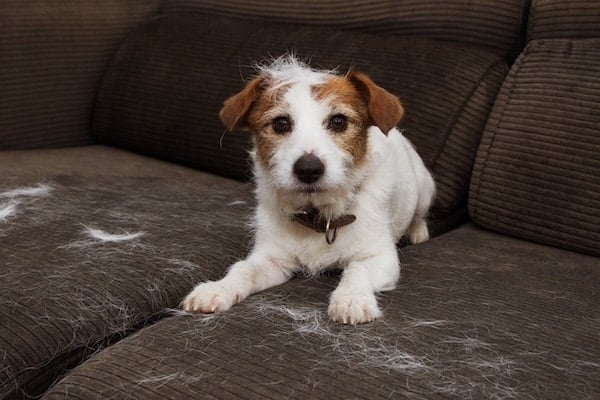 Jack Russel Terrier sitting on couch surrounded by shed fur