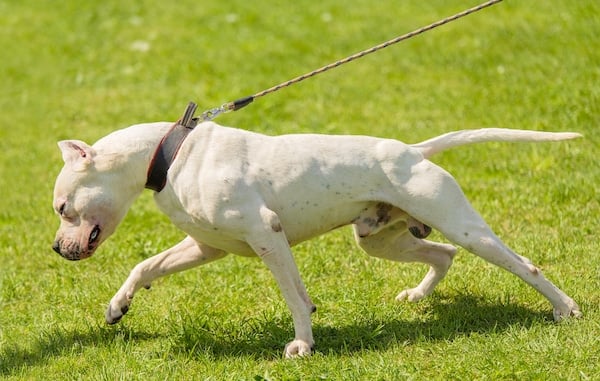 White dog pulling hard on leash in grassy field