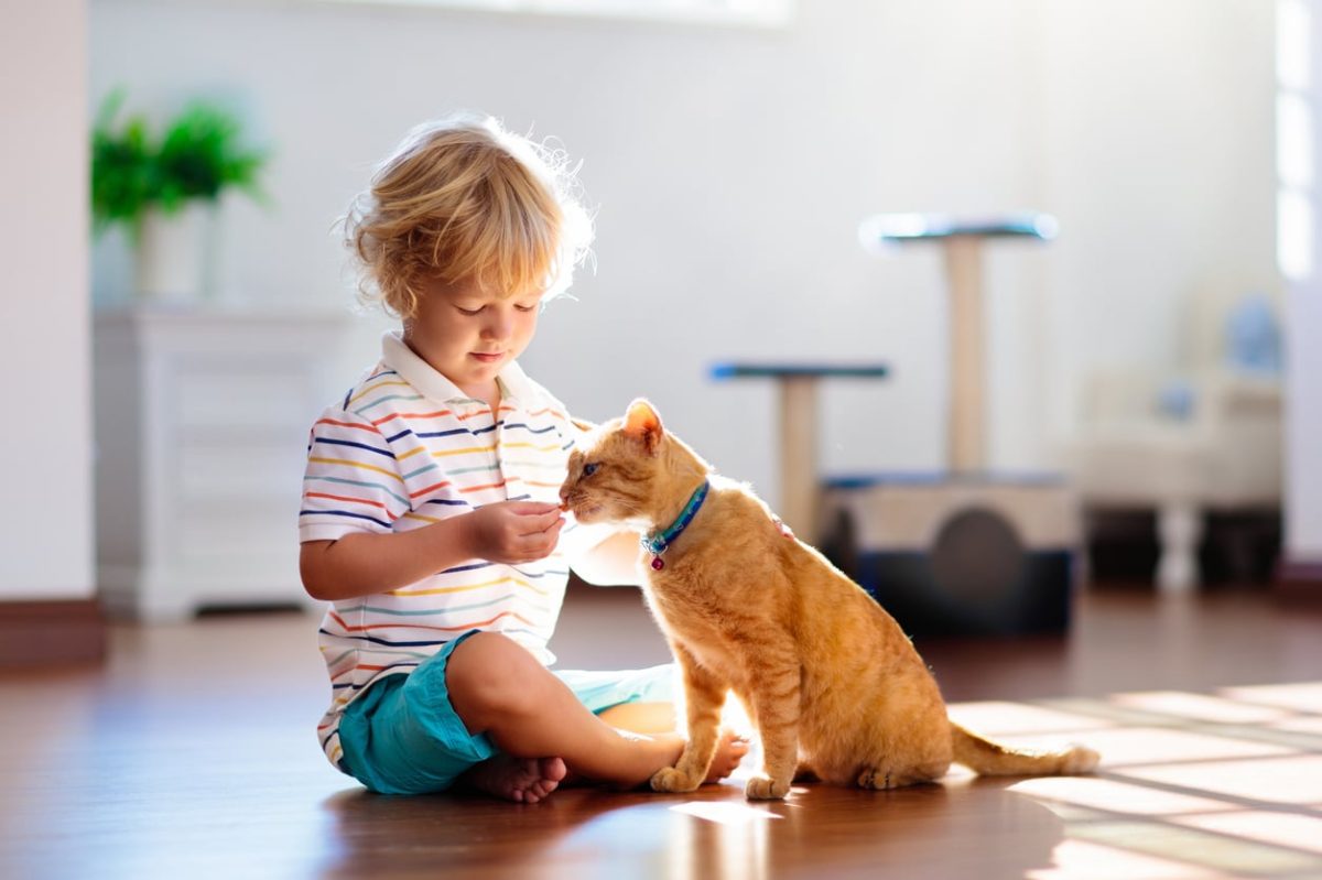 Little boy feeding and petting cute ginger color cat.