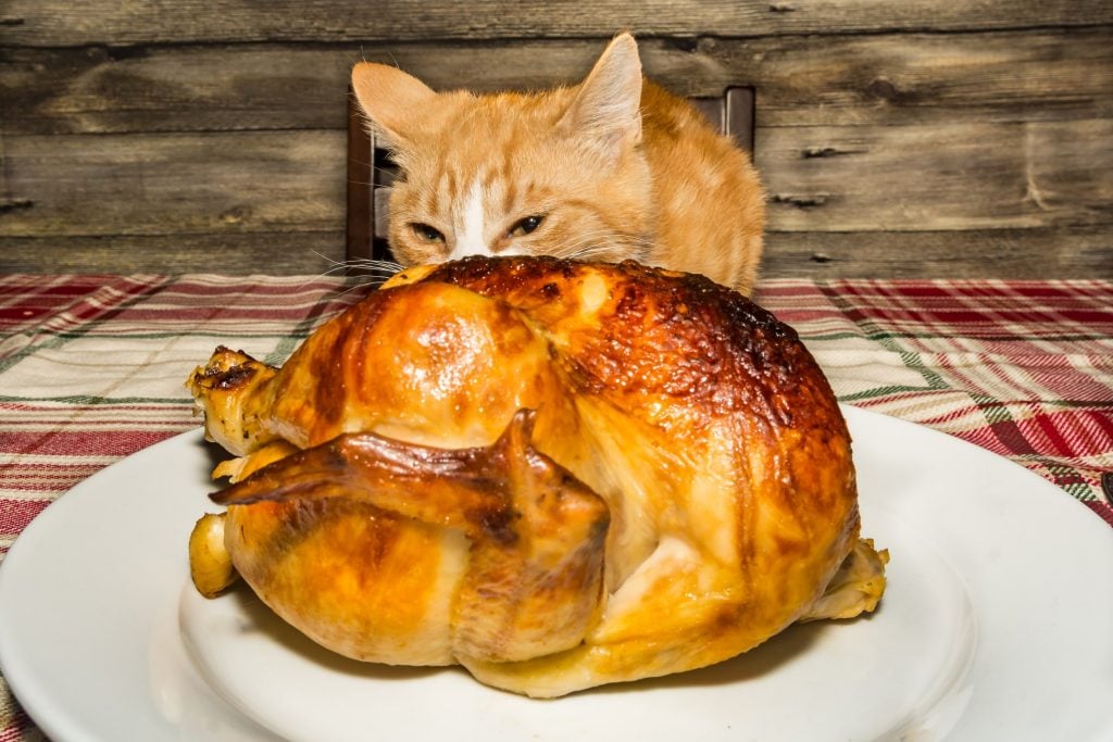 cat sneaking turkey from the table