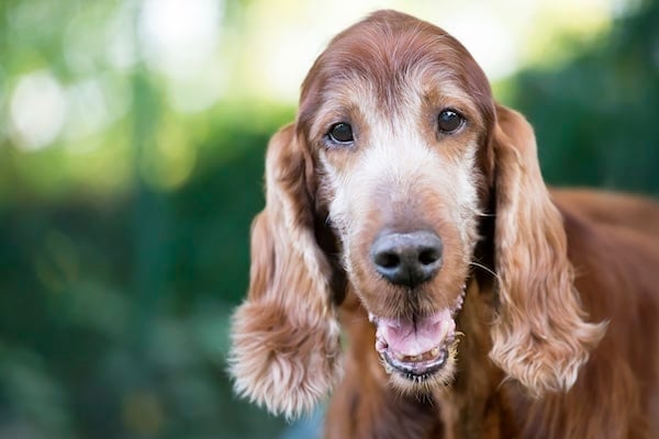 Senior dog looks happily at camera