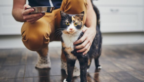 calico cat with human mom carrying a bowl of food