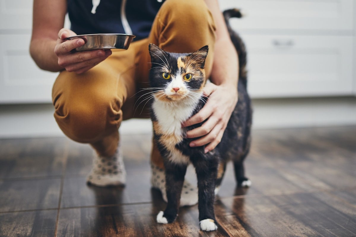The Healthiest Cat Food to Dish Out on a Budget