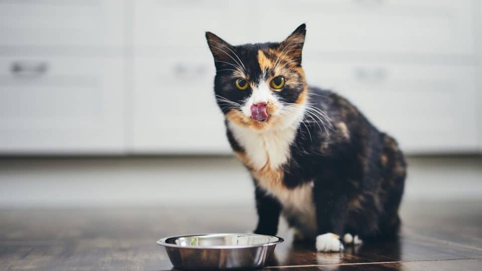 Hungry cat sitting next to bowl of food at home kitchen and looking at camera