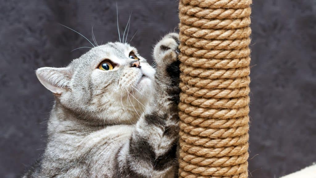 gray shorthair scottish striped cat scratching a brown post