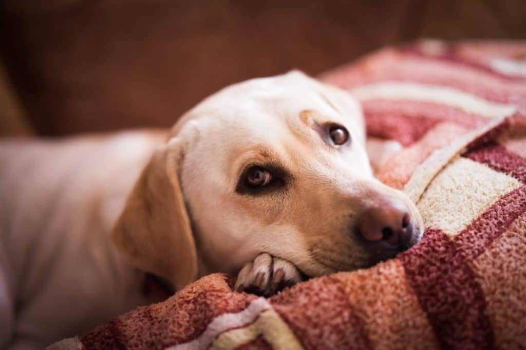 yellow Labrador lies on a blanket looking at the camera