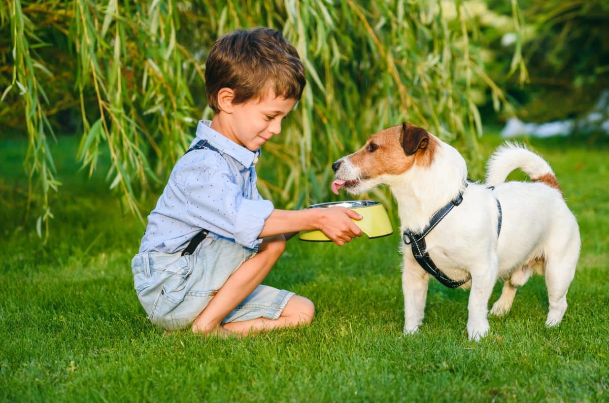a little boy offers a jack russell terrier a bowl of wanted at a grassy park