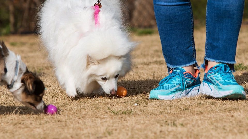 Dogs looking for easter eggs