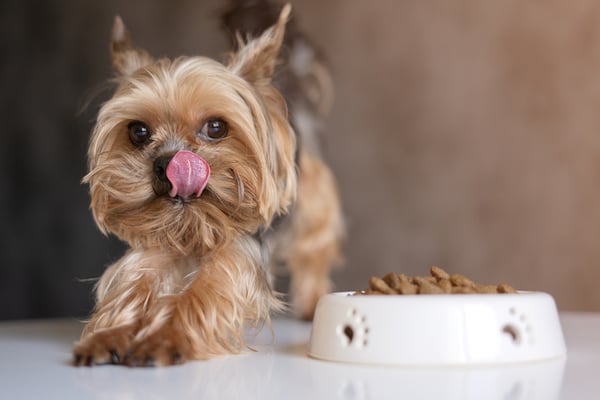 Yorkie licking his lips next to food bowl