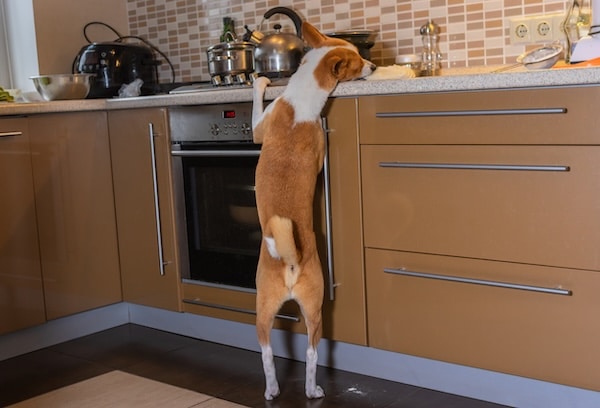 Hungry basenji dog nibbling pizza dough on a kitchen bar while being home alone