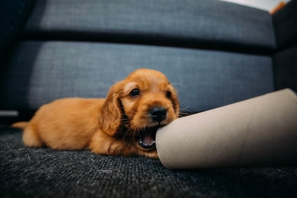 A close-up side-view shot of a cute cocker spaniel puppy playing with cardboard
