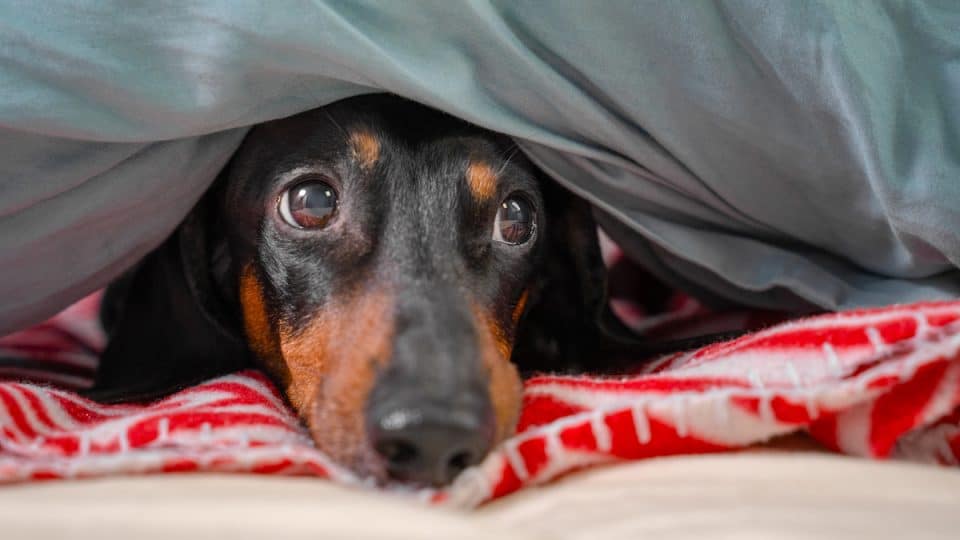 Dachshund looking worried under big blanket