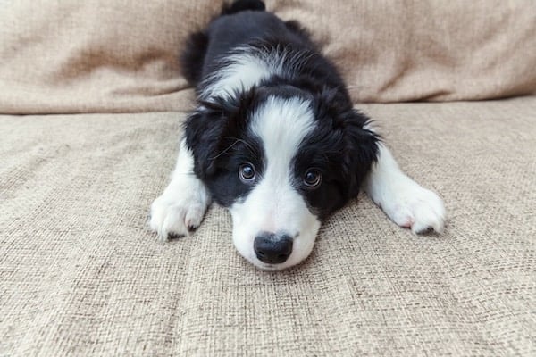 Funny portrait of puppy border collie on couch