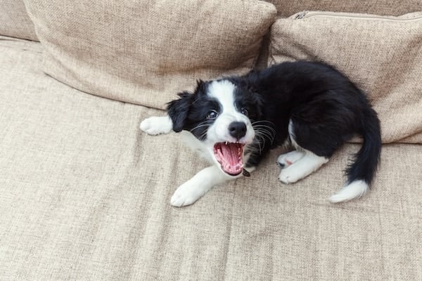 Funny portrait of cute barking puppy border collie on couch