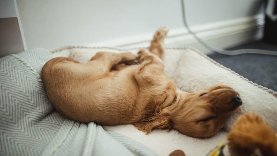 A cute Cocker Spaniel puppy sleeping in his bed with his toys next to him