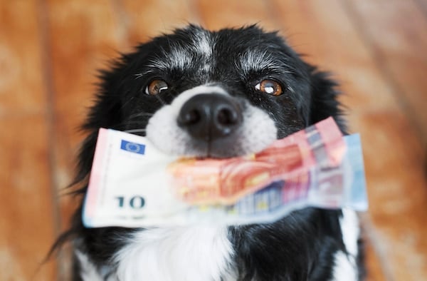 Black and white dog holding money in mouth