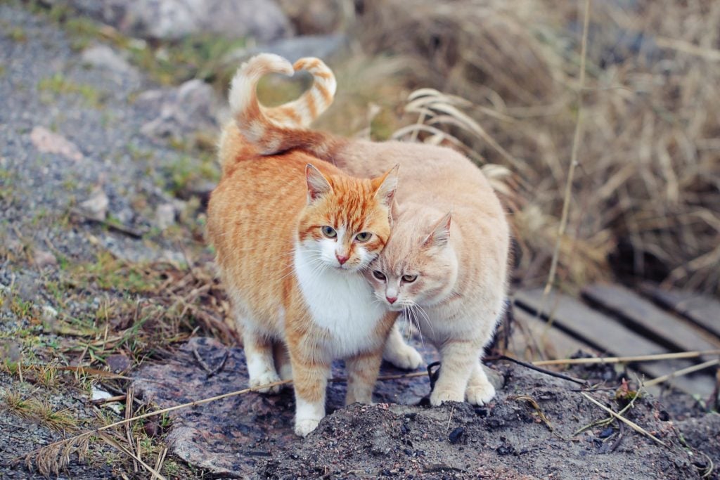 two orange cats with their tails intertwined