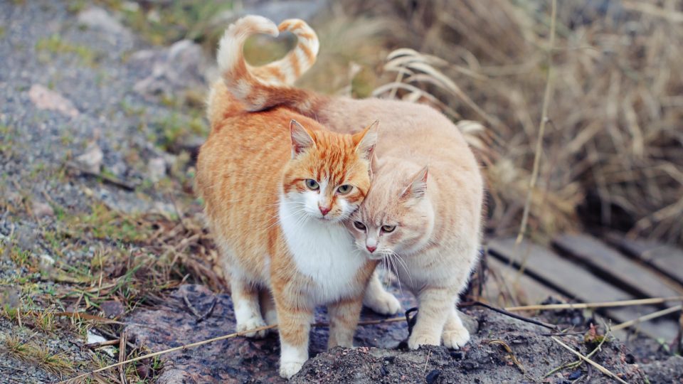 two orange cats with their tails intertwined