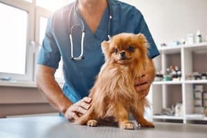 Male vet in work uniform holding cheerful little dog on table